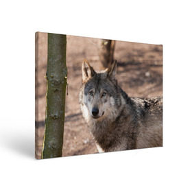 Холст прямоугольный с принтом Серый волк , 100% ПВХ |  | аука | бирюк | волк | волчара | волчица | волчок | глаза | животное | животные | зверь | зеленые | койот | лес | млекопитающее | природа | санитар леса | серый | уши | фауна | хищник | черный | шакал