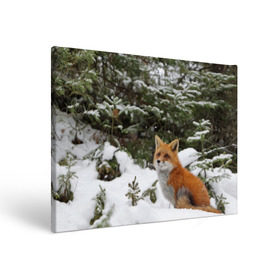 Холст прямоугольный с принтом Лиса в зимнем лесу , 100% ПВХ |  | fox | животное | зверь | красивая | лес | лис | лиса | лисенок | лисица | лисичка | мех | патрикеевна | песец | плутовка | прикольная | природа | рыжая | рыжий цвет | сказка | хвост | хитрая | хищник