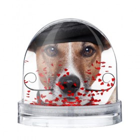 Водяной шар с принтом Джек рассел - мексиканец , Пластик | Изображение внутри шара печатается на глянцевой фотобумаге с двух сторон | джек | любимец | пес | песик | питомец | рассел | собака | собаки | собачка | терьер