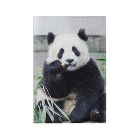 Обложка для паспорта матовая кожа с принтом Большая панда , натуральная матовая кожа | размер 19,3 х 13,7 см; прозрачные пластиковые крепления | бамбук | белый | джунгли | дикое | животное | китай | лес | медведь | черный