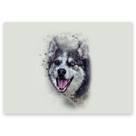 Поздравительная открытка с принтом Хаска , 100% бумага | плотность бумаги 280 г/м2, матовая, на обратной стороне линовка и место для марки
 | животные | пес | собака | хаска