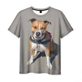 Мужская футболка 3D с принтом Стаффордшир , 100% полиэфир | прямой крой, круглый вырез горловины, длина до линии бедер | животные | пес | питбуль | природа | собака | стафф | стаффордшир | стаффордширский терьер