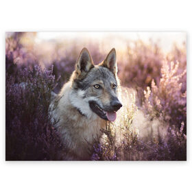 Поздравительная открытка с принтом Волк , 100% бумага | плотность бумаги 280 г/м2, матовая, на обратной стороне линовка и место для марки
 | dog | взгляд | волк | лайка | собака | хаски