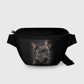 Поясная сумка 3D с принтом Французский бульдог , 100% полиэстер | плотная ткань, ремень с регулируемой длиной, внутри несколько карманов для мелочей, основное отделение и карман с обратной стороны сумки застегиваются на молнию | Тематика изображения на принте: animal | background | beast | black | breed | bulldog | cool | cute | dog | ears | french | jaw | look | muzzle | portrait | wool | бульдог | взгляд | животное | зверь | милый | пёс | порода | портрет | прикольно | псина | собака | уши | фон | фра