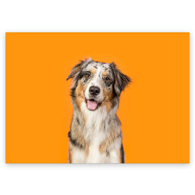 Поздравительная открытка с принтом Австралийская овчарка , 100% бумага | плотность бумаги 280 г/м2, матовая, на обратной стороне линовка и место для марки
 | animal | australian | breed | cute | dog | ears | funny | look | muzzle | red | shepherd | tongue | white | австралийская | белый | взгляд | животное | забавный | милый | овчарка | порода | рыжий | смешной | собака | уши | язык