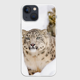 Чехол для iPhone 13 mini с принтом Ирбис ,  |  | Тематика изображения на принте: snow leopard | барс | барсы | животное | животные | звери | зверь | зима | зимы | ирбис | киски | кот | коты | кошачьи | кошка | кошки | мохнатые | мохнатый | пятнистые | пятнистый | снег | снежный