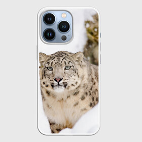 Чехол для iPhone 13 Pro с принтом Ирбис ,  |  | Тематика изображения на принте: snow leopard | барс | барсы | животное | животные | звери | зверь | зима | зимы | ирбис | киски | кот | коты | кошачьи | кошка | кошки | мохнатые | мохнатый | пятнистые | пятнистый | снег | снежный