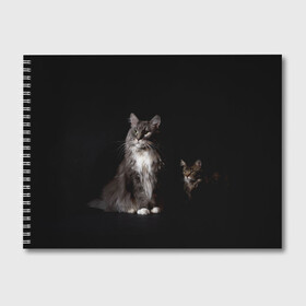 Альбом для рисования с принтом Котики , 100% бумага
 | матовая бумага, плотность 200 мг. | Тематика изображения на принте: animal | animals | beast | black | cat | kitten | животное | животные | зверек | зверь | кот | котейка | котенок | котики | котэ | кошка | кошки | мейн кун | черная