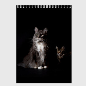 Скетчбук с принтом Котики , 100% бумага
 | 48 листов, плотность листов — 100 г/м2, плотность картонной обложки — 250 г/м2. Листы скреплены сверху удобной пружинной спиралью | Тематика изображения на принте: animal | animals | beast | black | cat | kitten | животное | животные | зверек | зверь | кот | котейка | котенок | котики | котэ | кошка | кошки | мейн кун | черная