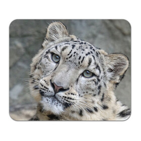Коврик для мышки прямоугольный с принтом Ирбис , натуральный каучук | размер 230 х 185 мм; запечатка лицевой стороны | Тематика изображения на принте: snow leopard | барс | барсы | животное | животные | звери | зверь | зима | зимы | ирбис | киски | кот | коты | кошачьи | кошка | кошки | мохнатые | мохнатый | пятнистые | пятнистый | снег | снежный
