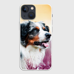 Чехол для iPhone 13 mini с принтом Австралийская Овчарка ,  |  | Тематика изображения на принте: dog | австралийская | животные | овчарка | пес | природа | собака | собаки | собакчка | собачки