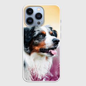 Чехол для iPhone 13 Pro с принтом Австралийская Овчарка ,  |  | Тематика изображения на принте: dog | австралийская | животные | овчарка | пес | природа | собака | собаки | собакчка | собачки
