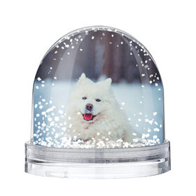 Снежный шар с принтом САМОЕД , Пластик | Изображение внутри шара печатается на глянцевой фотобумаге с двух сторон | animals | dog | winter | домашние | друг | животные | звери | зима | лайка | пес | песель | природа | пушистый | самоед | собаки | собачка | хаски