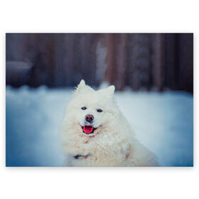 Поздравительная открытка с принтом САМОЕД , 100% бумага | плотность бумаги 280 г/м2, матовая, на обратной стороне линовка и место для марки
 | animals | dog | winter | домашние | друг | животные | звери | зима | лайка | пес | песель | природа | пушистый | самоед | собаки | собачка | хаски