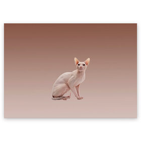 Поздравительная открытка с принтом Лысый кот сфинкс , 100% бумага | плотность бумаги 280 г/м2, матовая, на обратной стороне линовка и место для марки
 | арт | бежевый | без шерсти | градиент | домашний питомец | киса | кот | котейка | котенок | котик | котэ | кошка | лысый | реализм | складки кожи | сфинкс | экзотика