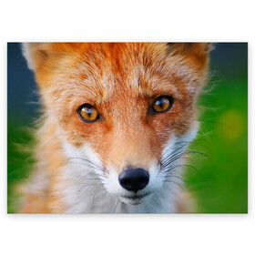 Поздравительная открытка с принтом Крупно мордочка лисы , 100% бумага | плотность бумаги 280 г/м2, матовая, на обратной стороне линовка и место для марки
 | fox | foxy | животное | звери | лиса | лисенок | лисичка | милая | рыжая | фокс