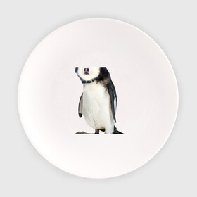 Тарелка с принтом Хаскогвин , фарфор | диаметр - 210 мм
диаметр для нанесения принта - 120 мм | пингвин
