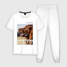 Мужская пижама хлопок с принтом Ирландский сеттер , 100% хлопок | брюки и футболка прямого кроя, без карманов, на брюках мягкая резинка на поясе и по низу штанин
 | Тематика изображения на принте: drug | ирландский сеттер | порода | собака