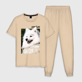 Мужская пижама хлопок с принтом Японский шпиц , 100% хлопок | брюки и футболка прямого кроя, без карманов, на брюках мягкая резинка на поясе и по низу штанин
 | drug | порода | собака | японский шпиц