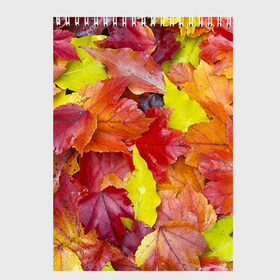 Скетчбук с принтом Осень , 100% бумага
 | 48 листов, плотность листов — 100 г/м2, плотность картонной обложки — 250 г/м2. Листы скреплены сверху удобной пружинной спиралью | 