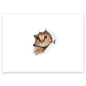 Поздравительная открытка с принтом Котик , 100% бумага | плотность бумаги 280 г/м2, матовая, на обратной стороне линовка и место для марки
 | кот | котенок | котик | кошка | милый