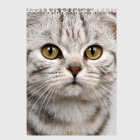 Скетчбук с принтом Кот , 100% бумага
 | 48 листов, плотность листов — 100 г/м2, плотность картонной обложки — 250 г/м2. Листы скреплены сверху удобной пружинной спиралью | домашняя | животное | кот | котэ | кошка