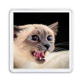 Магнит 55*55 с принтом Кот , Пластик | Размер: 65*65 мм; Размер печати: 55*55 мм | домашняя | животное | кот | котэ | кошка