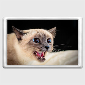 Магнит 45*70 с принтом Кот , Пластик | Размер: 78*52 мм; Размер печати: 70*45 | Тематика изображения на принте: домашняя | животное | кот | котэ | кошка