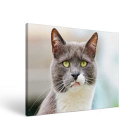 Холст прямоугольный с принтом Кот , 100% ПВХ |  | Тематика изображения на принте: домашняя | животное | кот | котэ | кошка