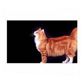 Бумага для упаковки 3D с принтом Рыжий кот , пластик и полированная сталь | круглая форма, металлическое крепление в виде кольца | Тематика изображения на принте: домашняя | животное | кот | котэ | кошка | рыжая
