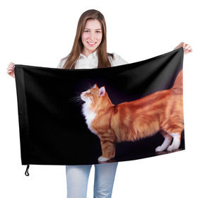Флаг 3D с принтом Рыжий кот , 100% полиэстер | плотность ткани — 95 г/м2, размер — 67 х 109 см. Принт наносится с одной стороны | домашняя | животное | кот | котэ | кошка | рыжая