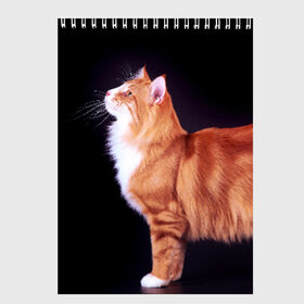 Скетчбук с принтом Рыжий кот , 100% бумага
 | 48 листов, плотность листов — 100 г/м2, плотность картонной обложки — 250 г/м2. Листы скреплены сверху удобной пружинной спиралью | Тематика изображения на принте: домашняя | животное | кот | котэ | кошка | рыжая