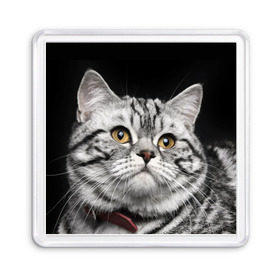 Магнит 55*55 с принтом Кот , Пластик | Размер: 65*65 мм; Размер печати: 55*55 мм | Тематика изображения на принте: домашняя | животное | кот | котэ | кошка