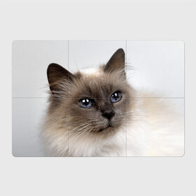 Магнитный плакат 3Х2 с принтом Кот , Полимерный материал с магнитным слоем | 6 деталей размером 9*9 см | домашняя | животное | кот | котэ | кошка