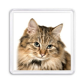 Магнит 55*55 с принтом Кот , Пластик | Размер: 65*65 мм; Размер печати: 55*55 мм | Тематика изображения на принте: домашняя | животное | кот | котэ | кошка