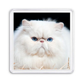 Магнит 55*55 с принтом Персидский кот , Пластик | Размер: 65*65 мм; Размер печати: 55*55 мм | Тематика изображения на принте: домашняя | животное | кот | котэ | кошка | персидский
