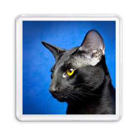 Магнит 55*55 с принтом Черный кот , Пластик | Размер: 65*65 мм; Размер печати: 55*55 мм | домашняя | животное | кот | котэ | кошка | черный