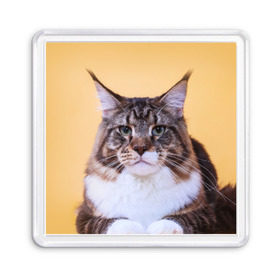 Магнит 55*55 с принтом Байкун , Пластик | Размер: 65*65 мм; Размер печати: 55*55 мм | байкун | домашняя | животное | кот | котэ | кошка
