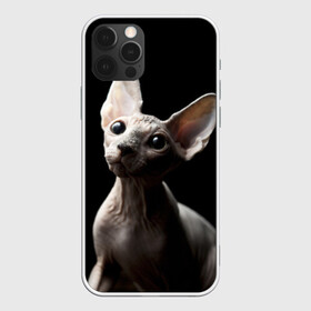 Чехол для iPhone 12 Pro с принтом Сфинкс , силикон | область печати: задняя сторона чехла, без боковых панелей | домашняя | животное | кот | котэ | кошка | сфинкс