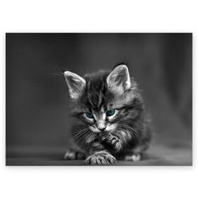 Поздравительная открытка с принтом Котенок , 100% бумага | плотность бумаги 280 г/м2, матовая, на обратной стороне линовка и место для марки
 | домашняя | животное | кот | котэ | кошка
