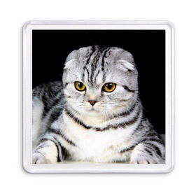 Магнит 55*55 с принтом Кот , Пластик | Размер: 65*65 мм; Размер печати: 55*55 мм | домашняя | животное | кот | котэ | кошка