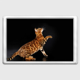 Магнит 45*70 с принтом Бенгальская кошка , Пластик | Размер: 78*52 мм; Размер печати: 70*45 | бенгальская | домашняя | животное | кот | котэ | кошка