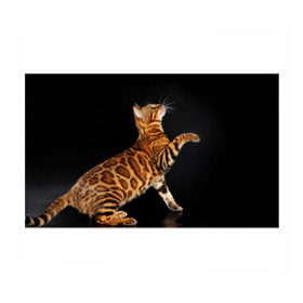 Бумага для упаковки 3D с принтом Бенгальская кошка , пластик и полированная сталь | круглая форма, металлическое крепление в виде кольца | Тематика изображения на принте: бенгальская | домашняя | животное | кот | котэ | кошка