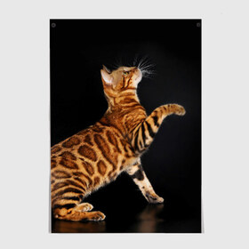 Постер с принтом Бенгальская кошка , 100% бумага
 | бумага, плотность 150 мг. Матовая, но за счет высокого коэффициента гладкости имеет небольшой блеск и дает на свету блики, но в отличии от глянцевой бумаги не покрыта лаком | бенгальская | домашняя | животное | кот | котэ | кошка
