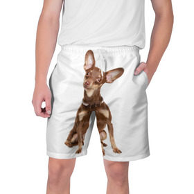 Мужские шорты 3D с принтом Той-терьер ,  полиэстер 100% | прямой крой, два кармана без застежек по бокам. Мягкая трикотажная резинка на поясе, внутри которой широкие завязки. Длина чуть выше колен | животное | порода | собака | той терьер