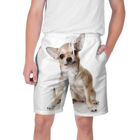 Мужские шорты 3D с принтом Чихуахуа ,  полиэстер 100% | прямой крой, два кармана без застежек по бокам. Мягкая трикотажная резинка на поясе, внутри которой широкие завязки. Длина чуть выше колен | животное | порода | собака | чихуахуа