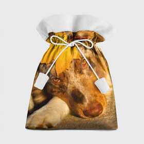 Подарочный 3D мешок с принтом Австралийская овчарка , 100% полиэстер | Размер: 29*39 см | Тематика изображения на принте: австралийская овчарка | клён | осень | порода | собака