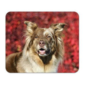 Коврик прямоугольный с принтом Австралийская овчарка , натуральный каучук | размер 230 х 185 мм; запечатка лицевой стороны | Тематика изображения на принте: австралийская овчарка | животное | порода | собака