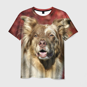 Мужская футболка 3D с принтом Австралийская овчарка , 100% полиэфир | прямой крой, круглый вырез горловины, длина до линии бедер | австралийская овчарка | животное | порода | собака