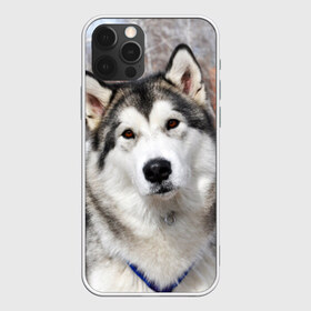 Чехол для iPhone 12 Pro Max с принтом Аляскинский маламут , Силикон |  | Тематика изображения на принте: аляскинский маламут | животное | порода | собака